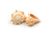 heavy conch seashell